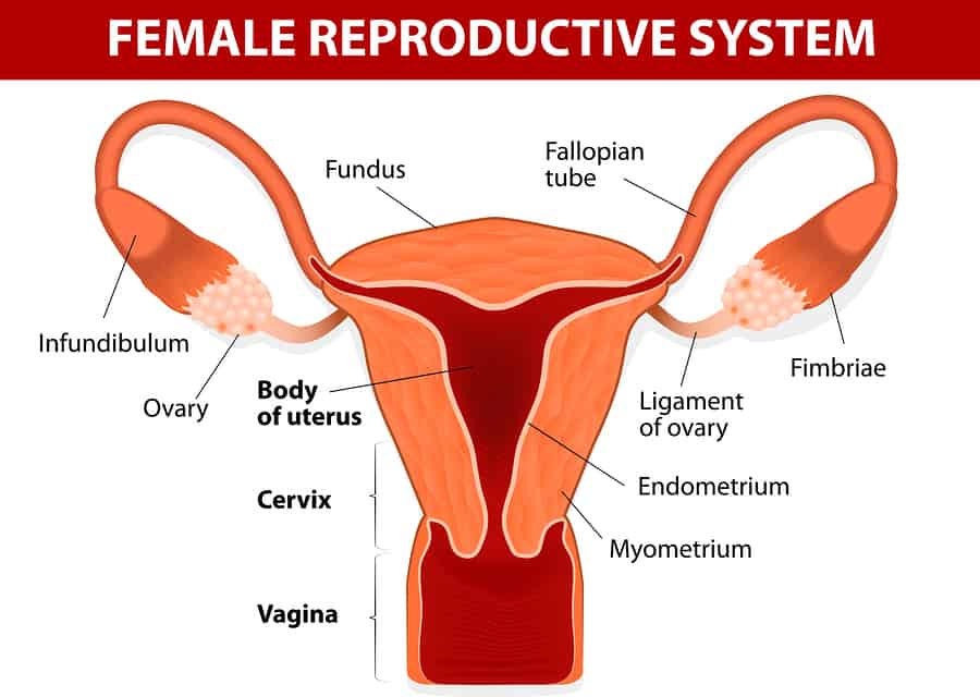 Female reproductive system including the uterus
